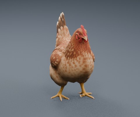 Chicken