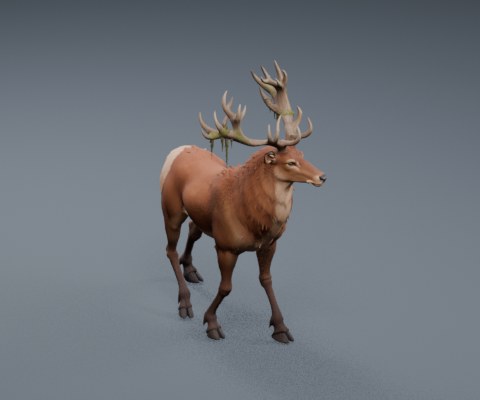 Deer