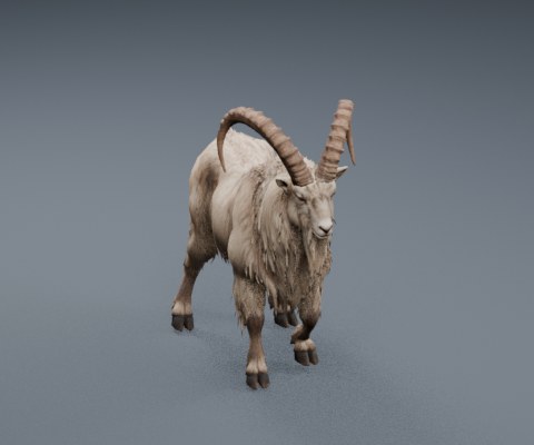 Mountain Goat