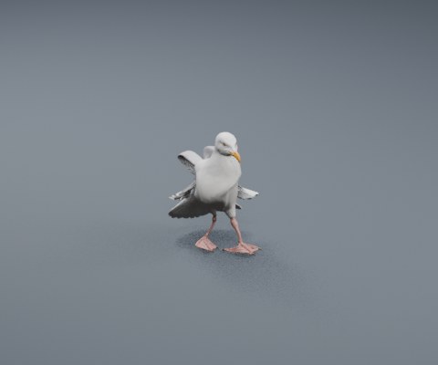 Seagull